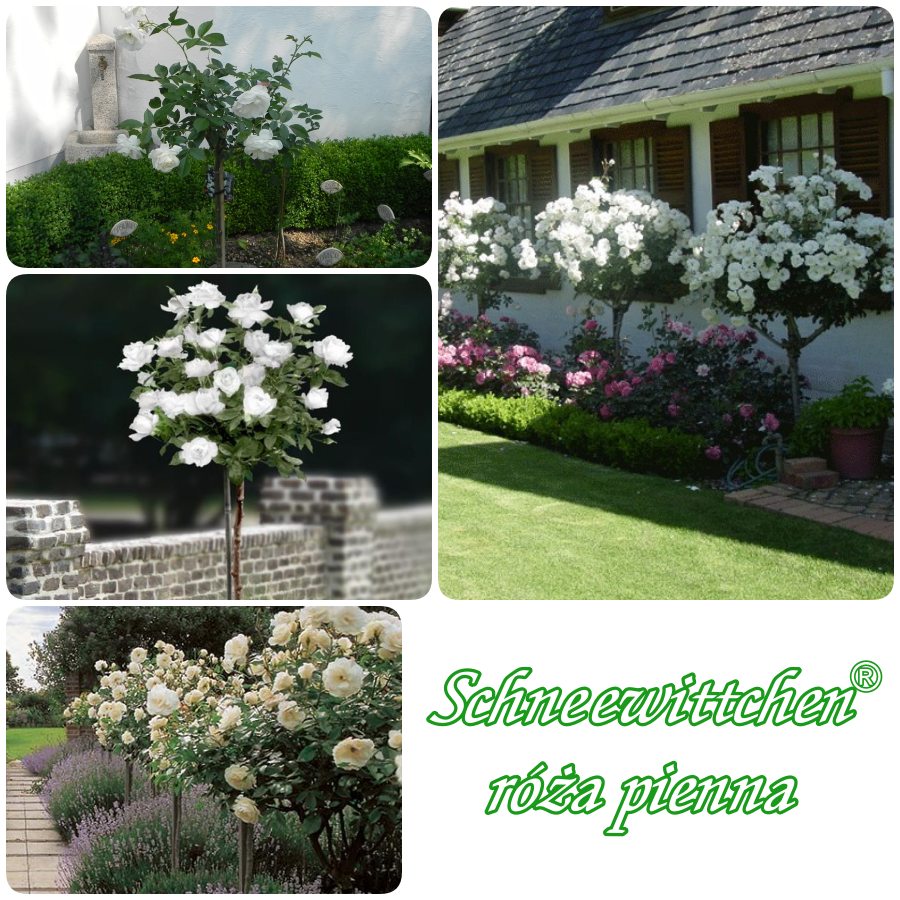 Schneewittchen róże pienne